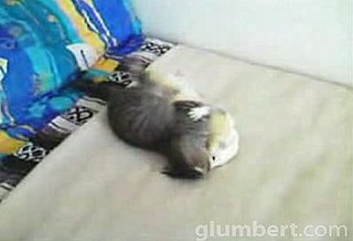 Kitten Vs. Ferret